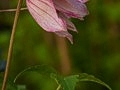 Clematis Pink Flamingo IMG_2173 Powojnik